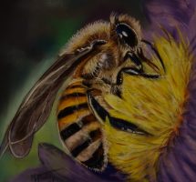 abeille 30x30 janv19.JPGsite