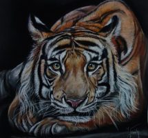portrait tigre fev19 50x50 pastelmat.jpgsite